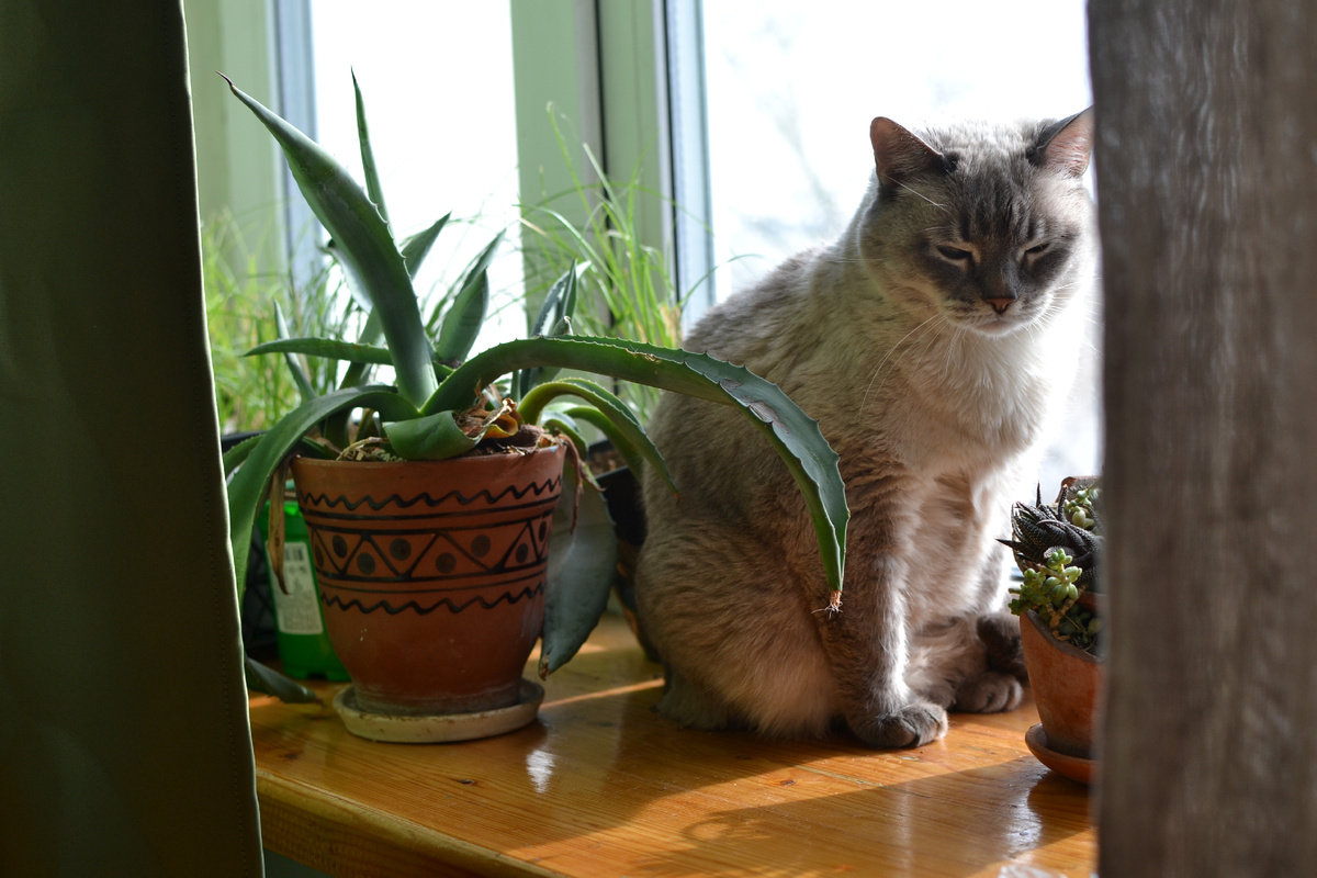 Самый тёплый и светлый подоконник. Пока почти свободен. Если не считать некоторых поп