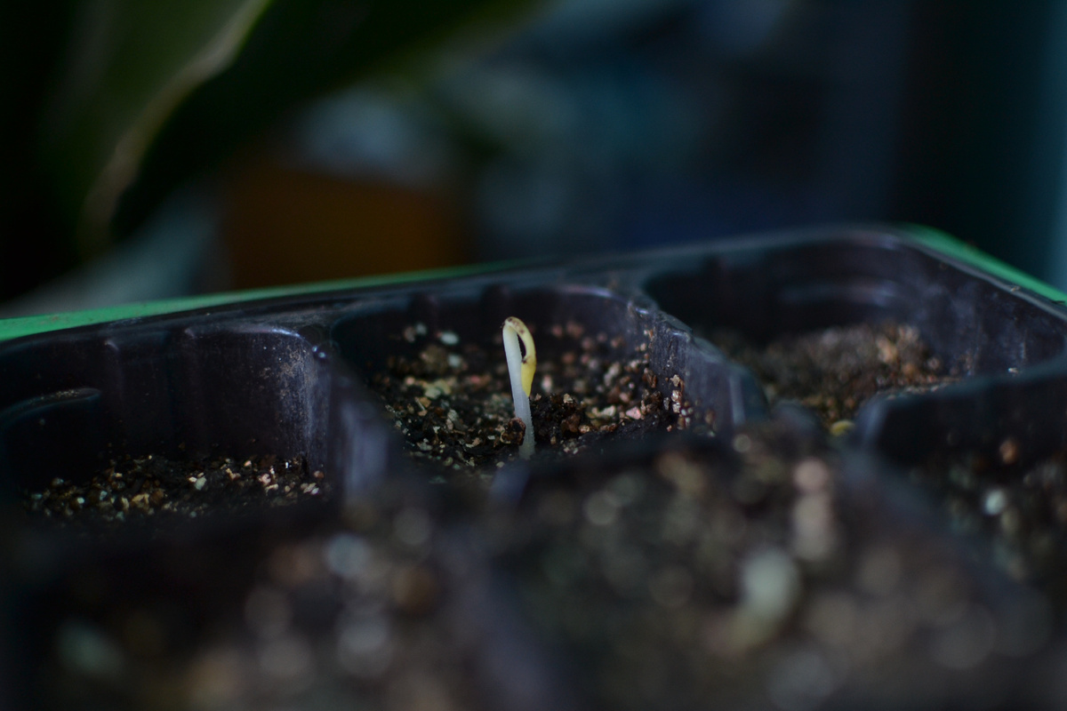 Всходы пионов только из холодильника