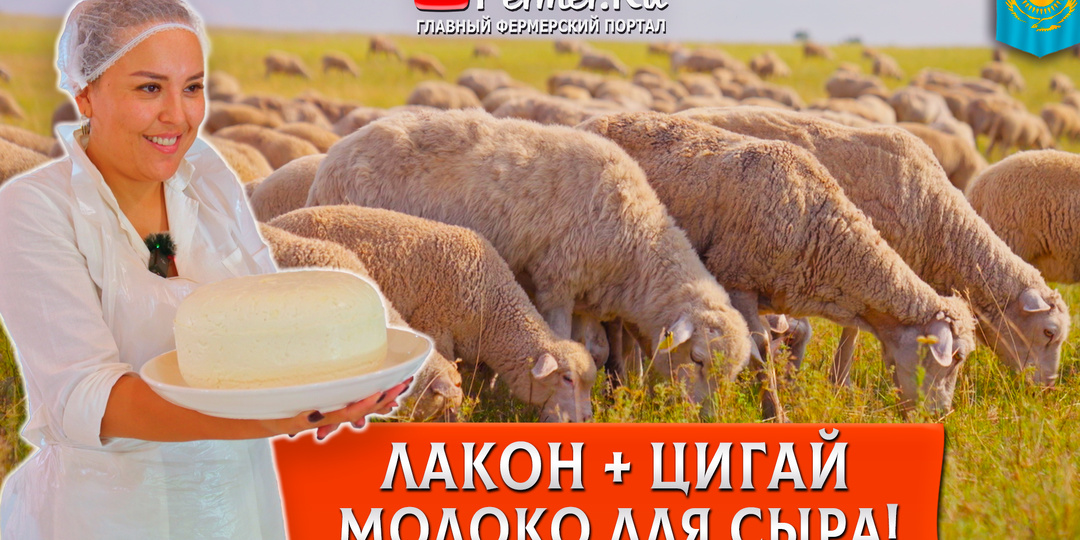 🐏Как создать молочное овцеводство в Казахстане? Цигайская + лакон. Переработка овечьего молока