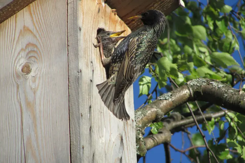 Гуляет ранняя Весна