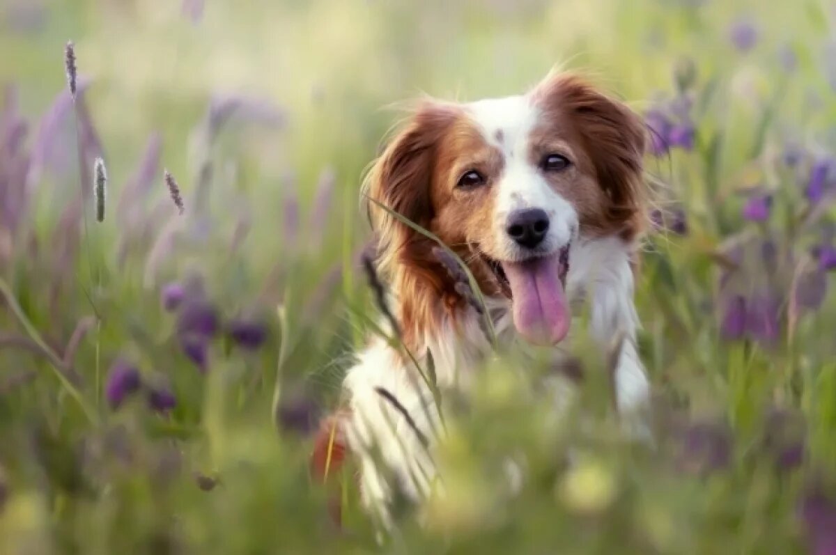    Ветврач Фроленко посоветовала обработать питомцев от клещей уже в марте