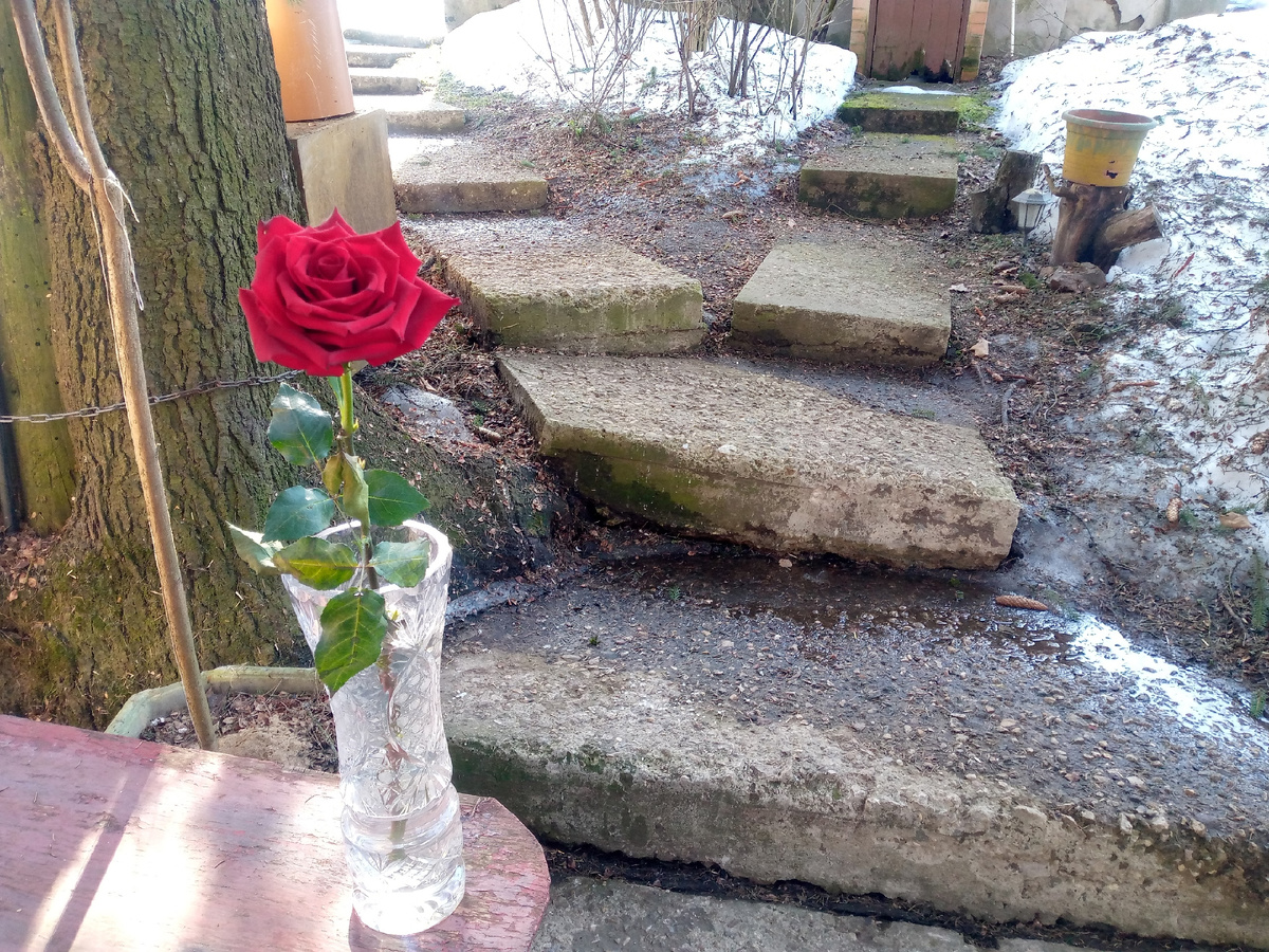Розочка от соседей, подаренная на 8-ое марта стоит до сих пор.