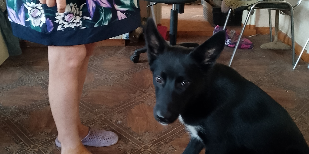 У нас с собакой и кошкой тонкие ноги