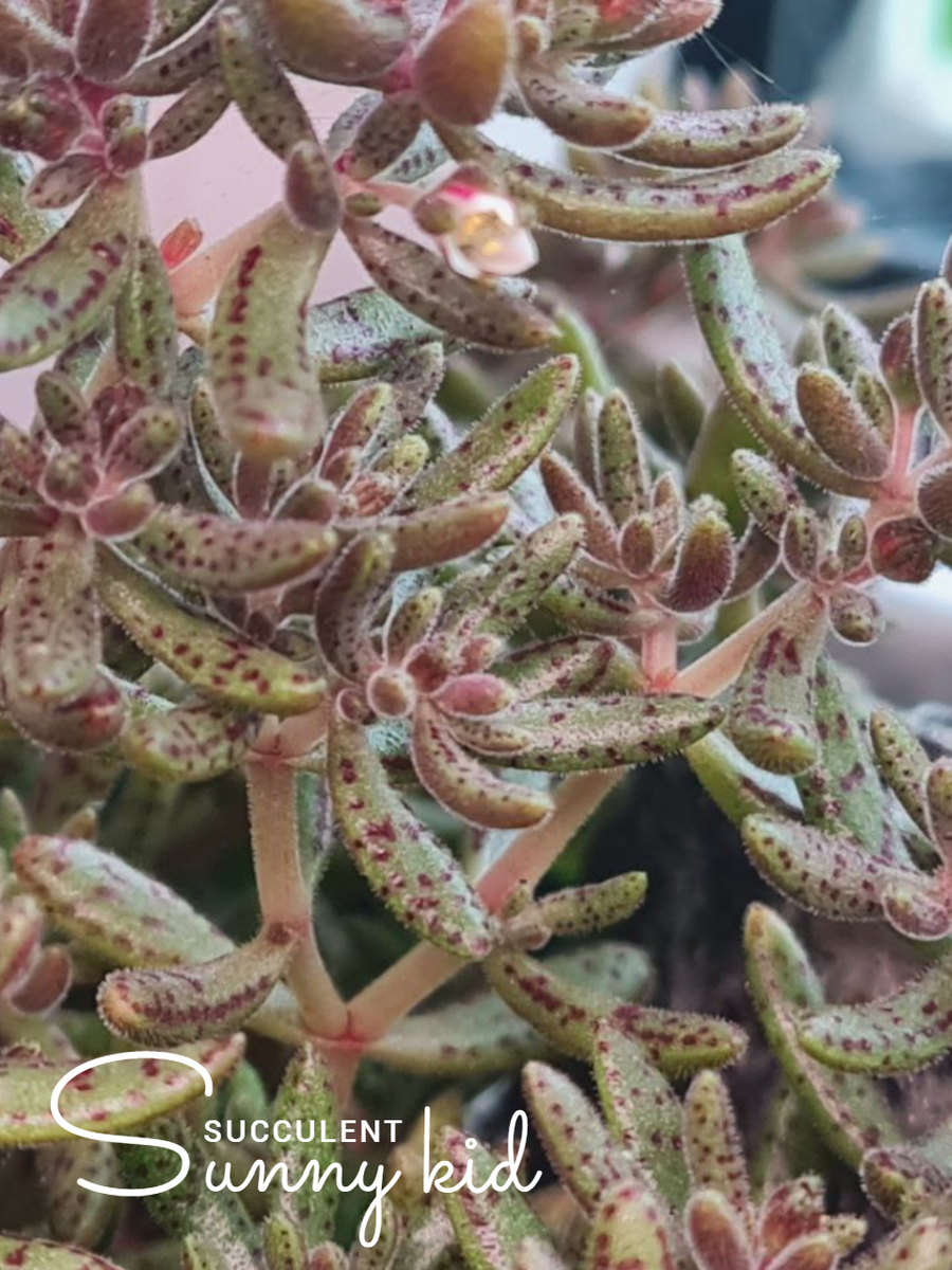 Crassula humbertii. Sunny kid | Succulent