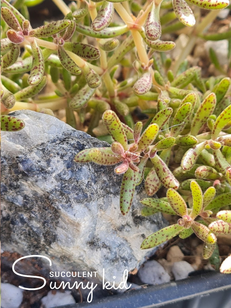 Crassula humbertii. Sunny kid | Succulent