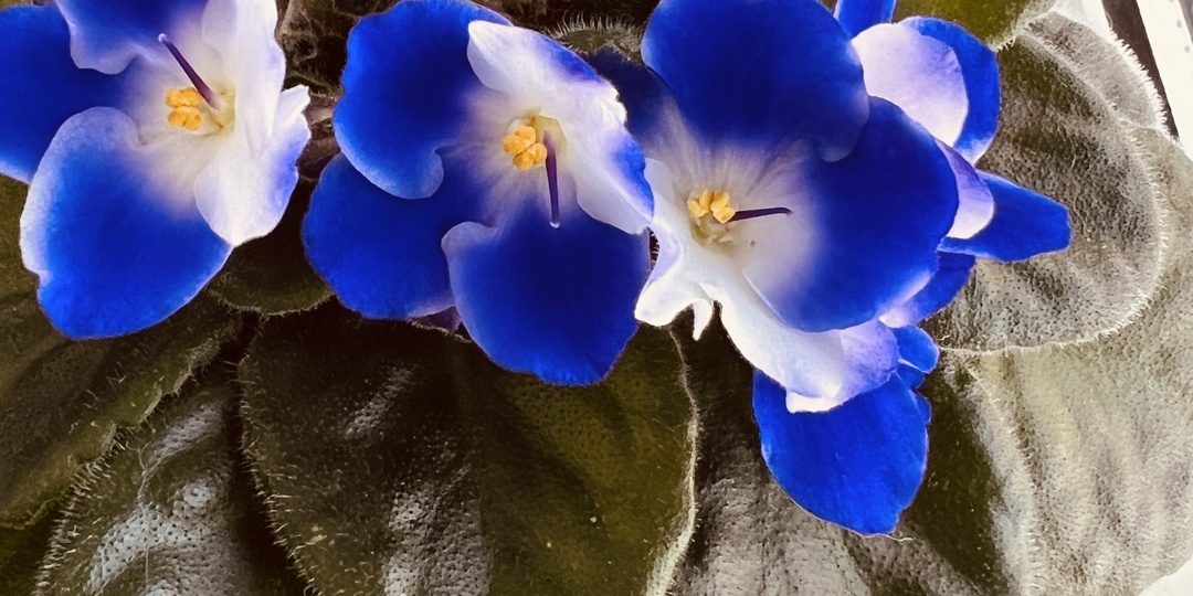 О пледе, о погоде и цветах.