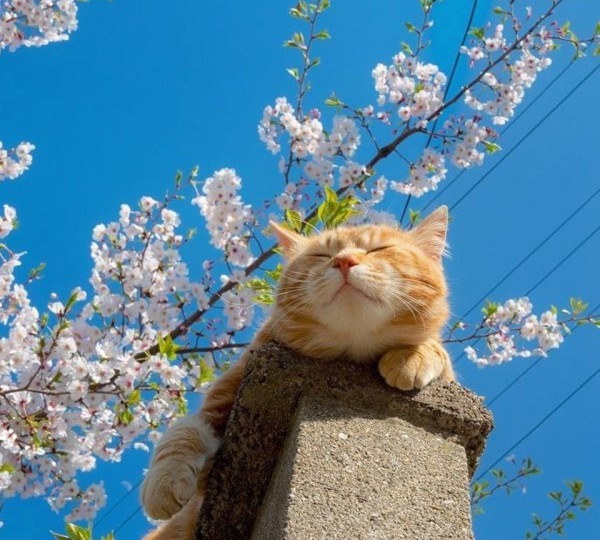 Рак языка 4ой степени и Я. Часть 333. Всё ждем курс. Желать и жалеть. Рутина.