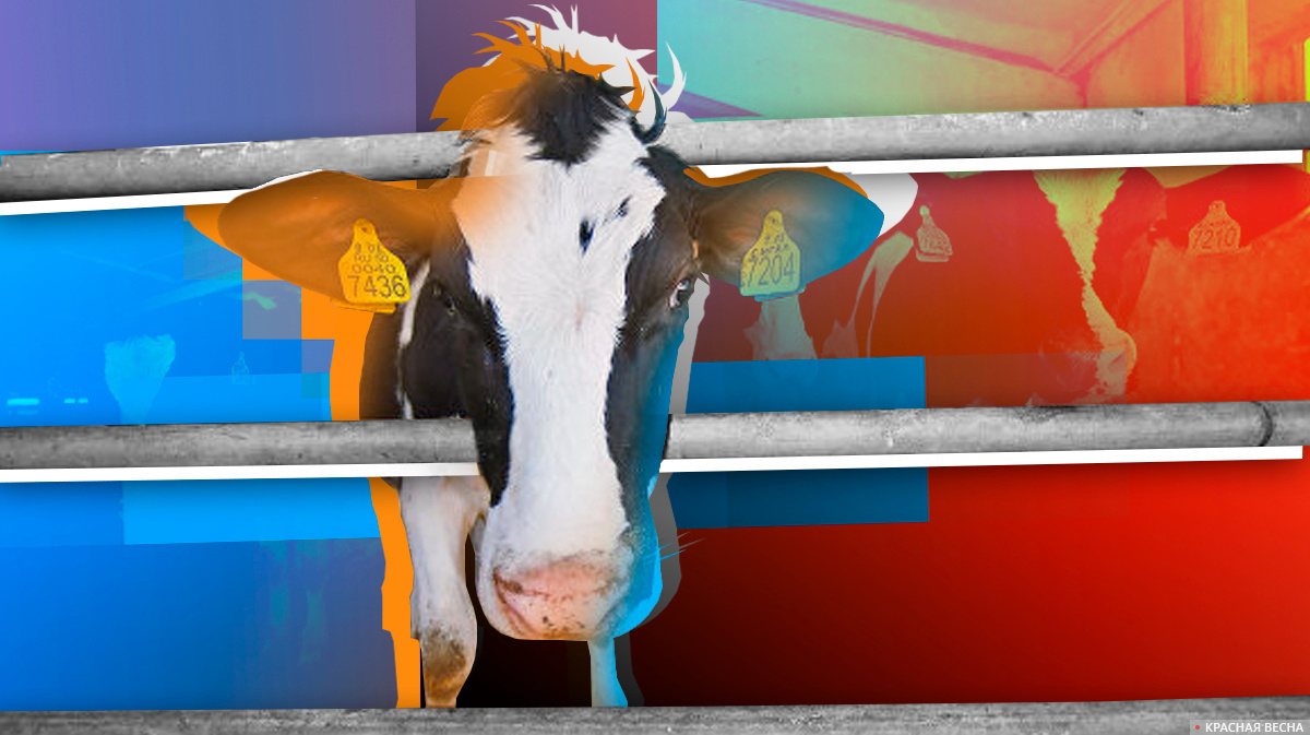     Животноводческие комплексы   
Сергей Кайсин (с) ИА Красная Весна