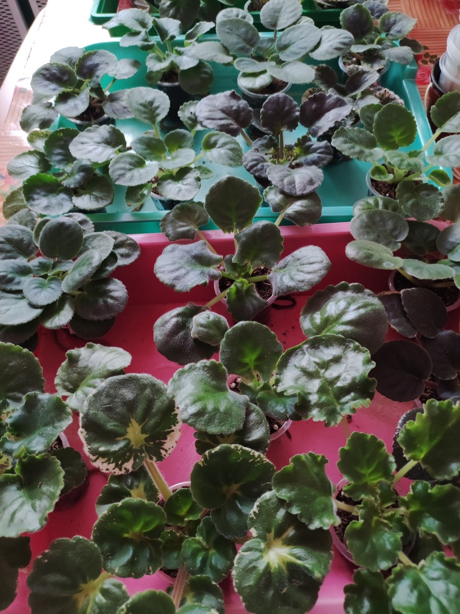 Детки фиалок 