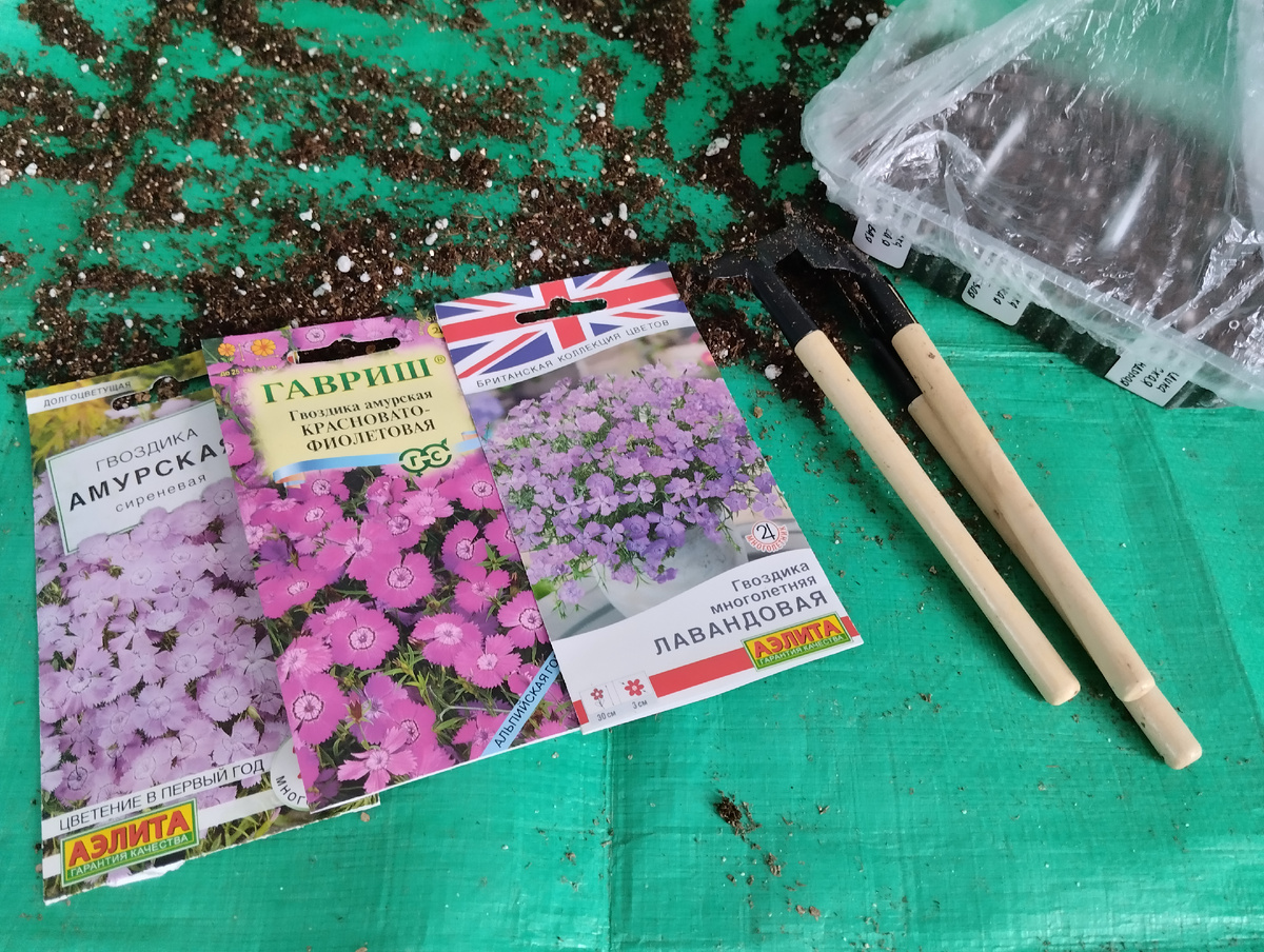 Расцветки гвоздики амурской