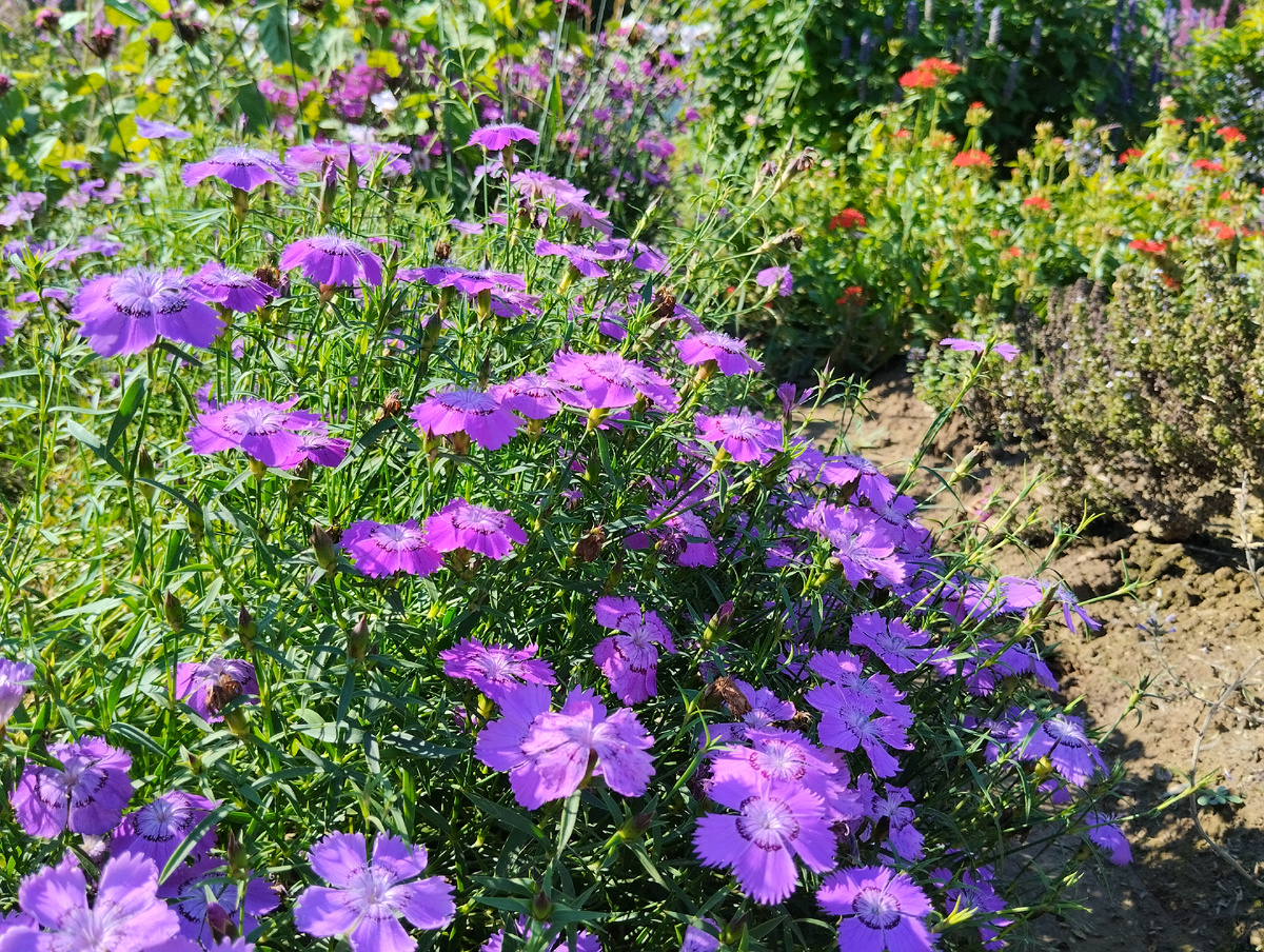 Гвоздика амурская из семян цветёт в первый год