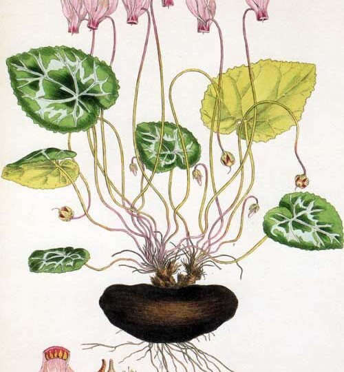 Цикламен на вашем подоконнике: от выбора до периода покоя