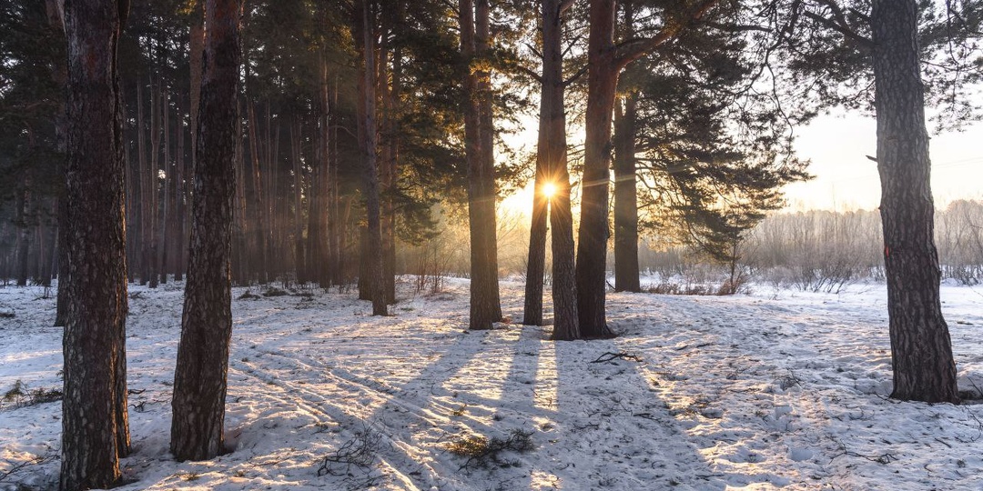 Весна в лесу