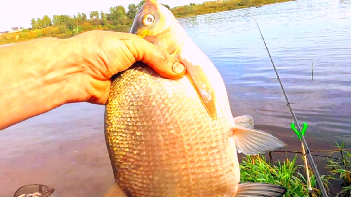 Фидер по лещу очень добычлив