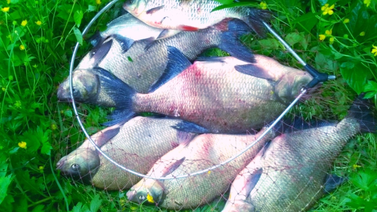 Фидерные лещи