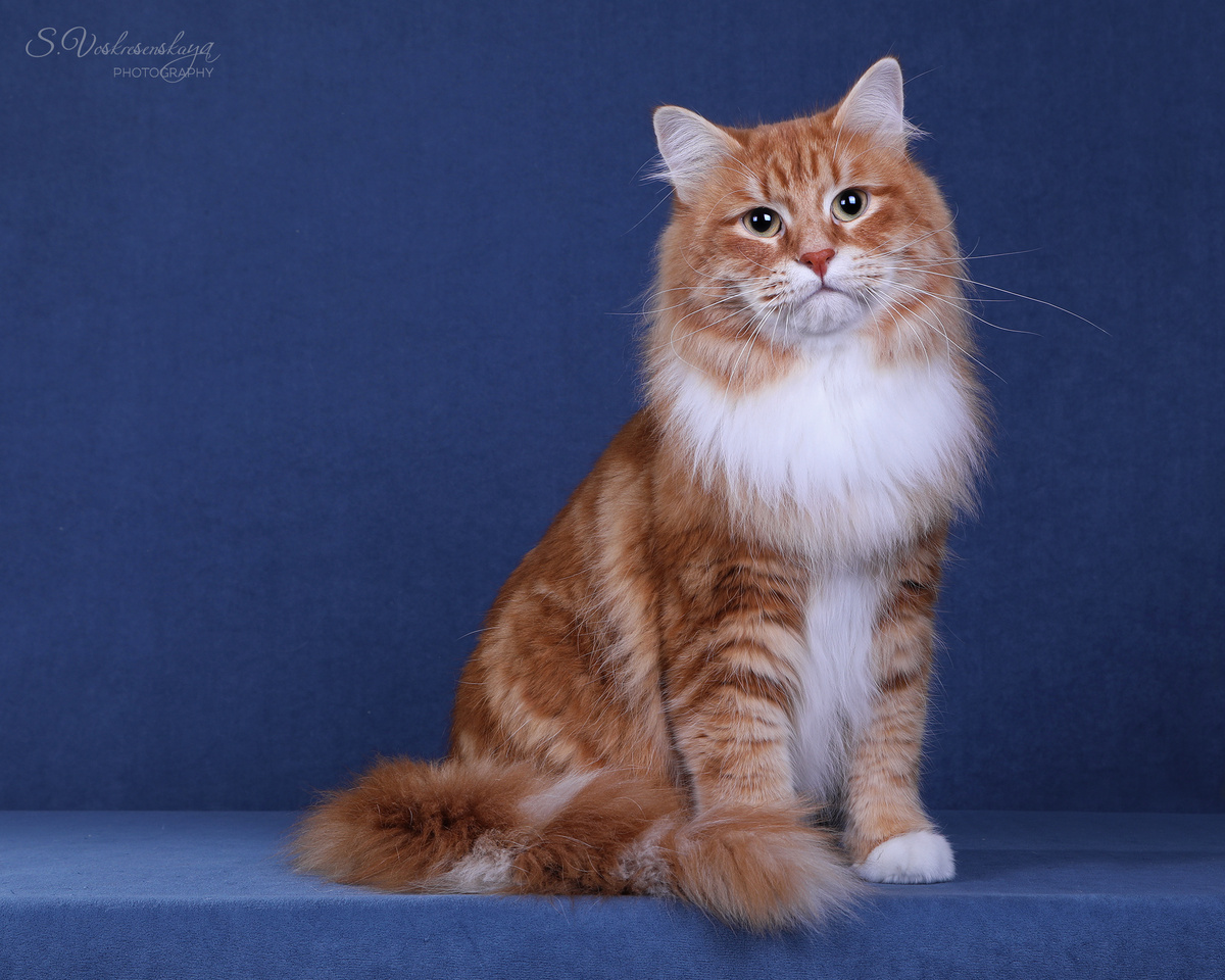 Бумер (Blue Topaz BMW)