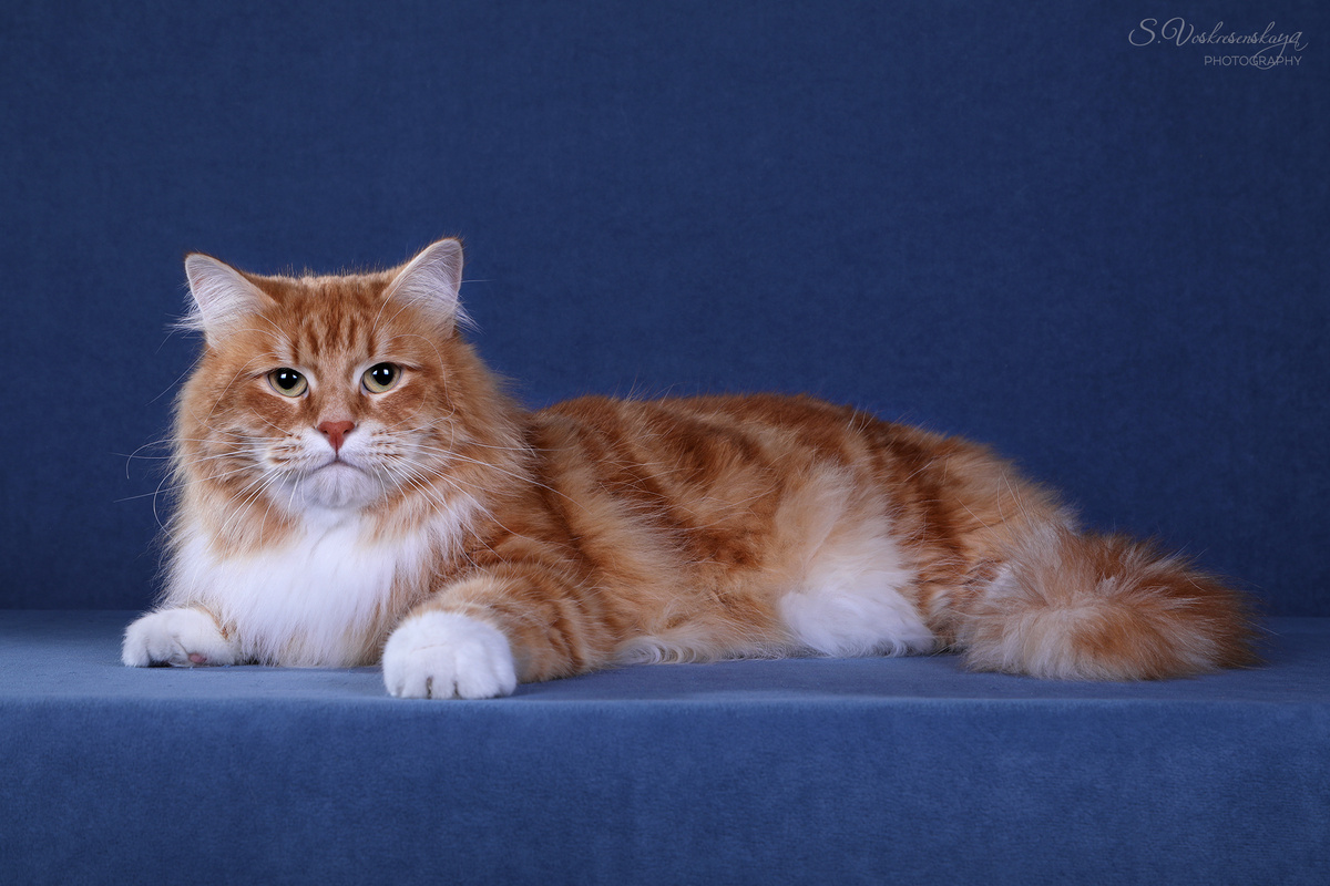 Бумер (Blue Topaz BMW)