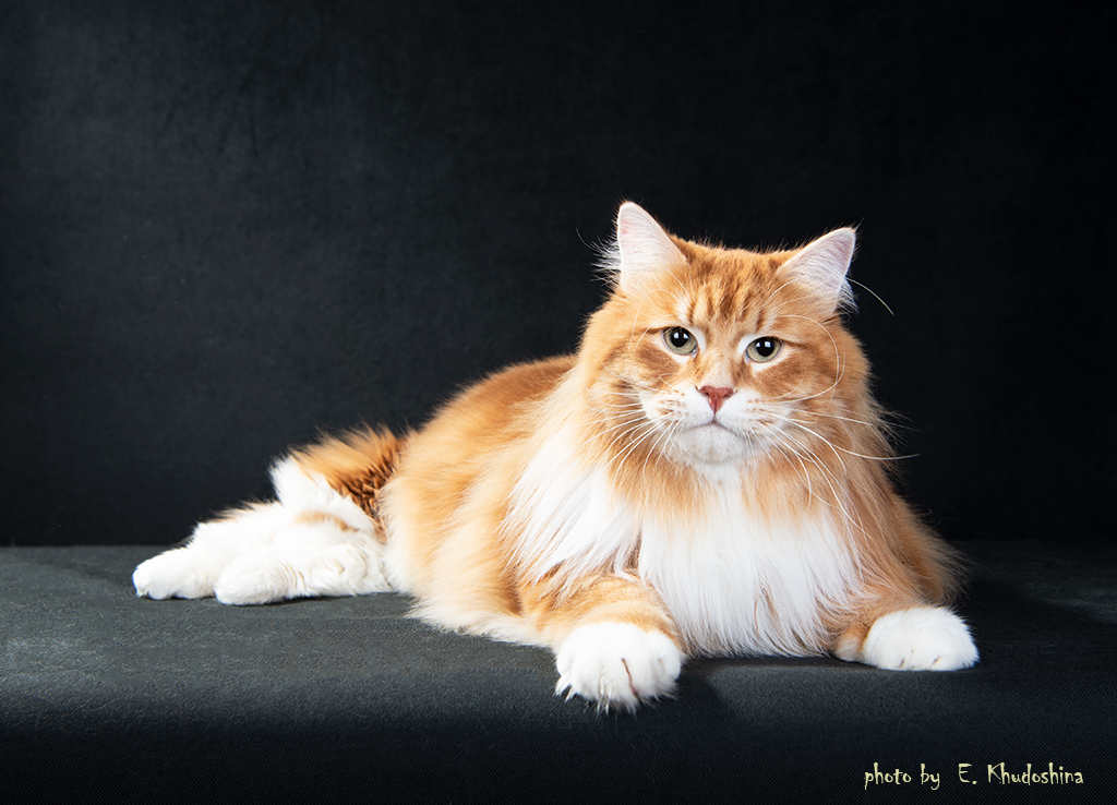 Бумер (Blue Topaz BMW)