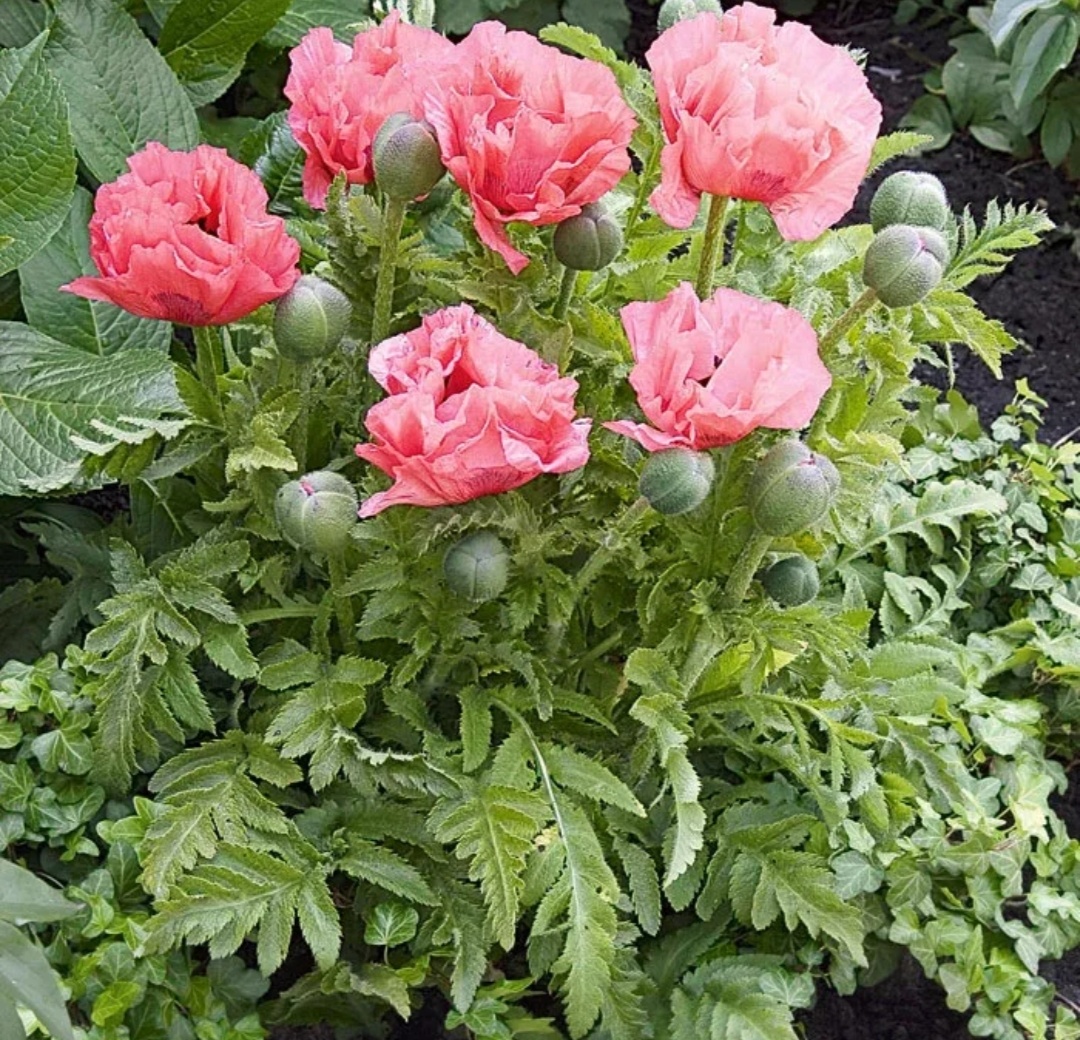 Мак декоративный, фото из открытых источников