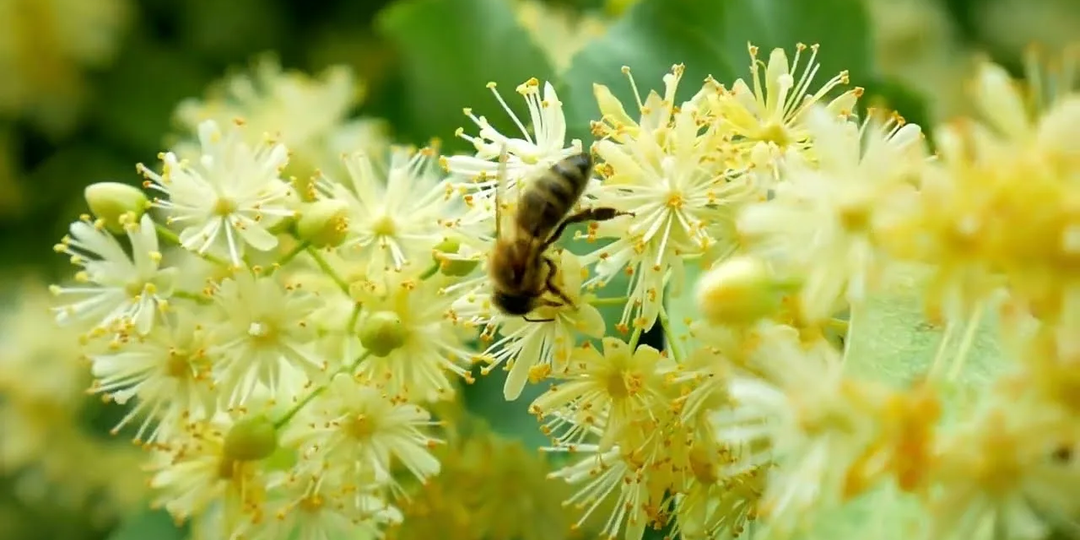Весна время увеличения пасеки и размножение пчел