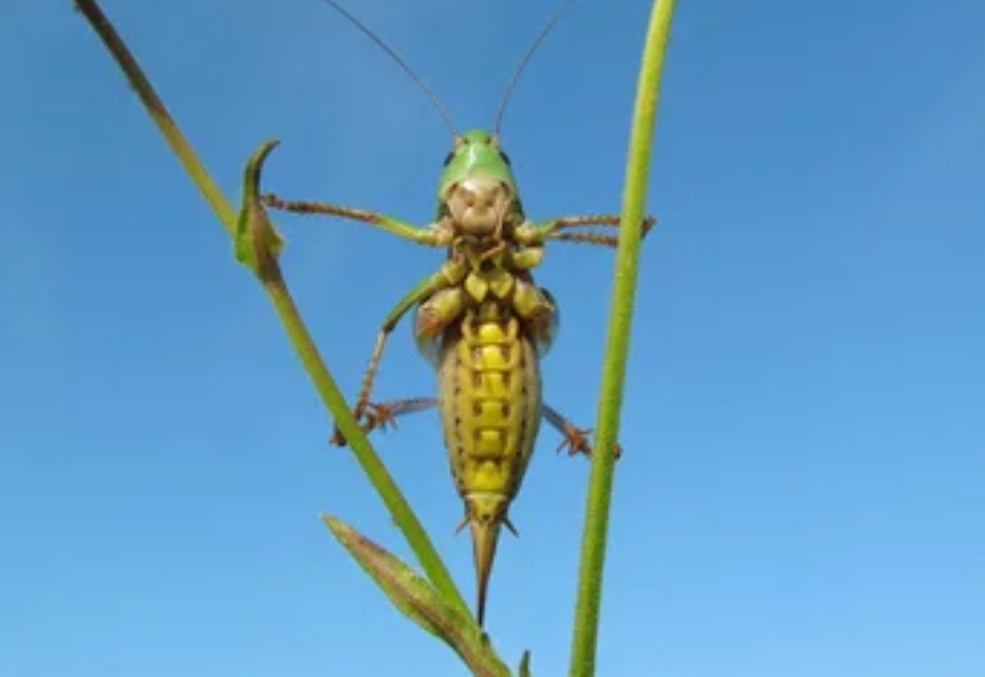 Мемный кузнечек :>