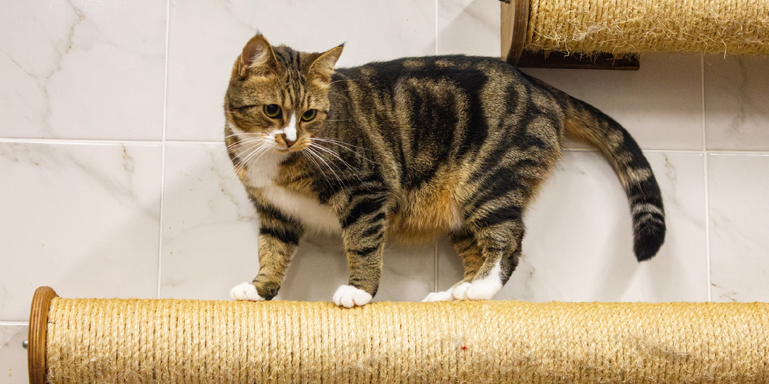 Кошка Умка нашла дом 🏠