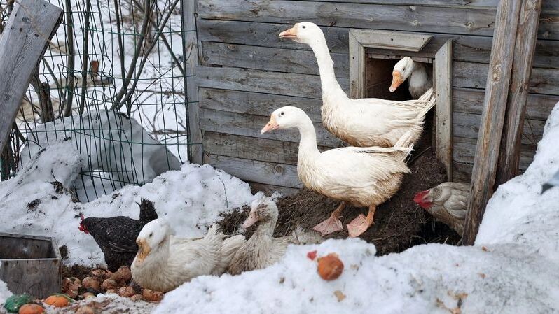    Фото: Андрей Ткачёв/«Ямал-Медиа»