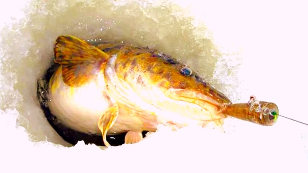 Налим ловится зимой