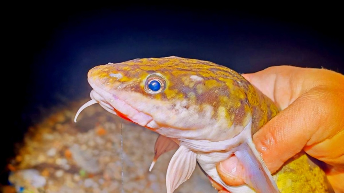 В налиме есть что то загадочное и зловещее