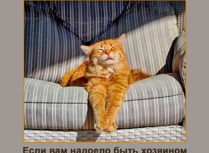 Мемы с кошками, для хорошего настроения