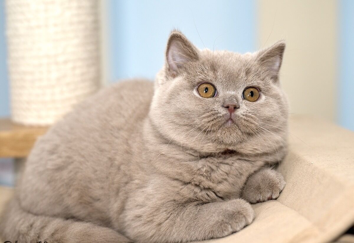 Фото из Интернета. 