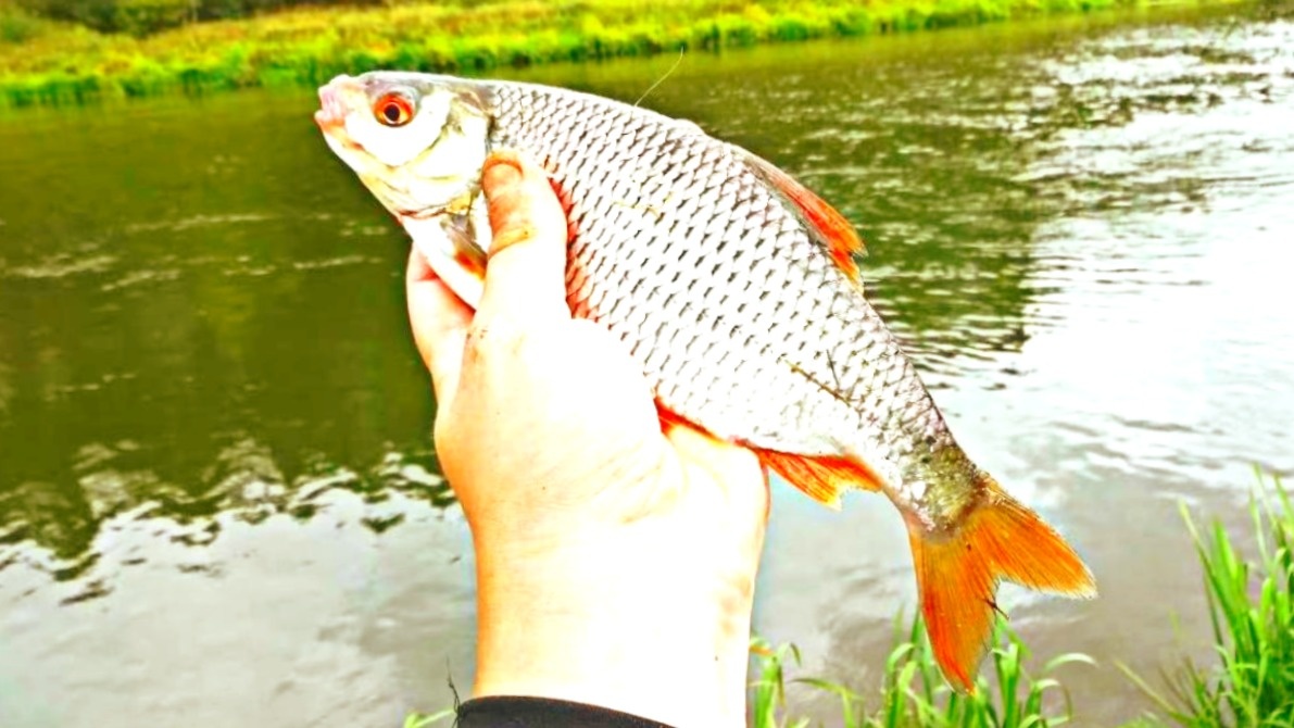 Крупная плотва - желанный трофей