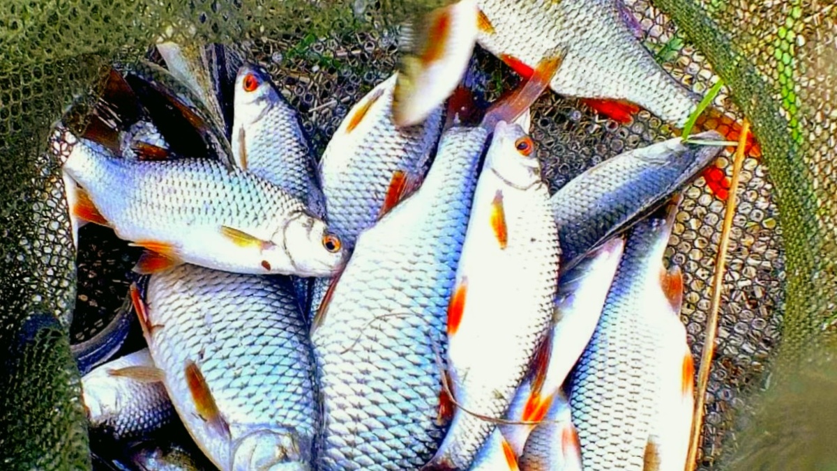 Улов плотсы со скоротечной утренней зорьки