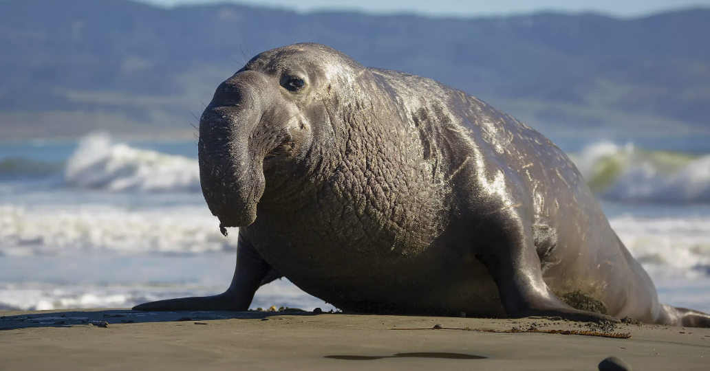 Из чего состоит хобот морского слона и почему его не едят охотники