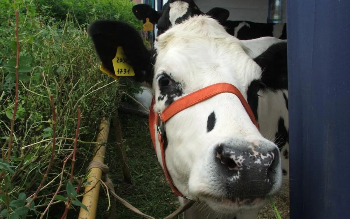    «Известия»: Удмуртия попала в число регионов с выявленными случаями заболевания и изъятия животных
