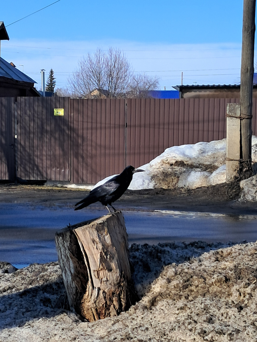 грач обалдел,сколько ещё вокруг снега???-фото автора. Он совсем не боится машин и людей.