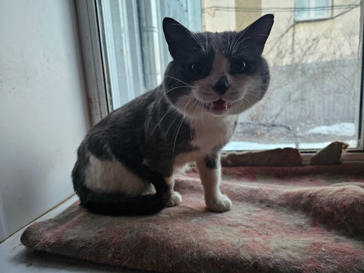 Фото автора. Кот тюремьшик.