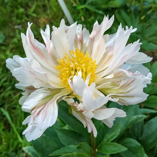 5 причин почему не цветёт пион