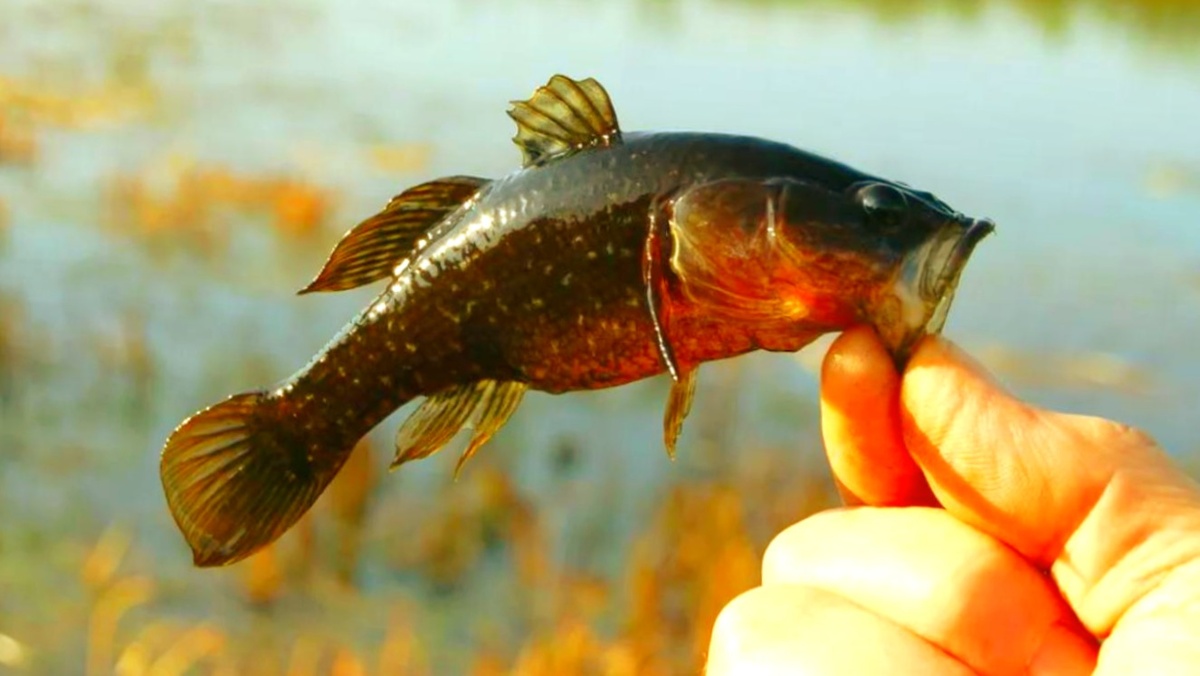 Ротан. Теперь его знают почти все рыболовы