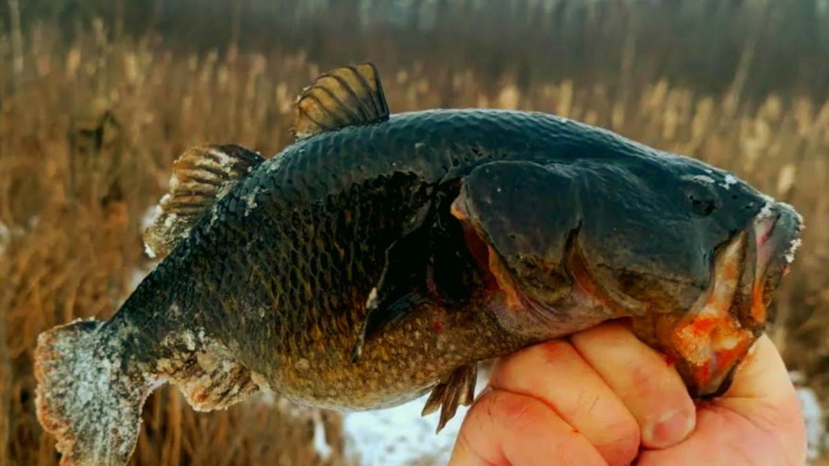 Крупный ротан - серьезный хищник