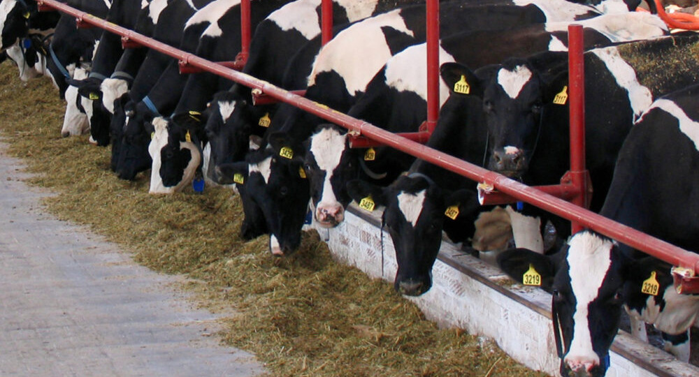 Карантин и забой скота не коснулись племзавода депутата от «Единой России»