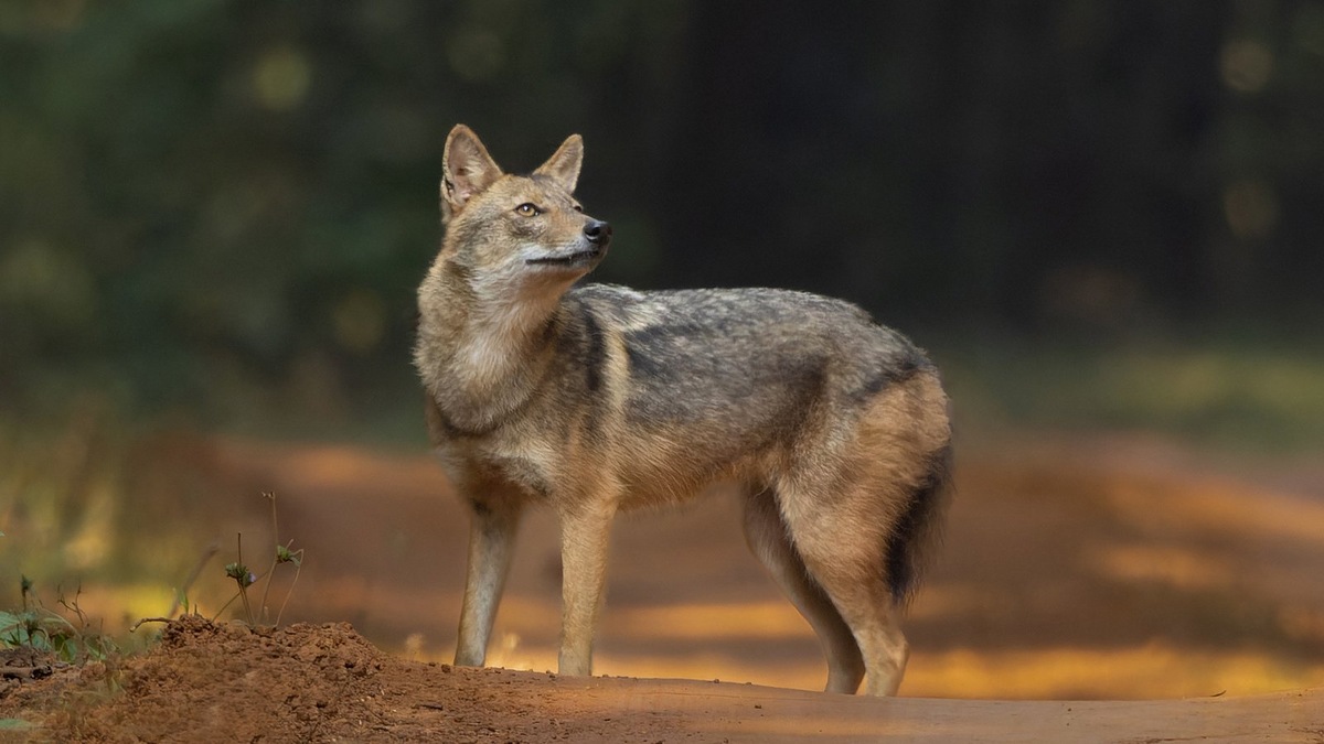    Шакал — вид, чей охранный статус в регионе был недавно пересмотрен