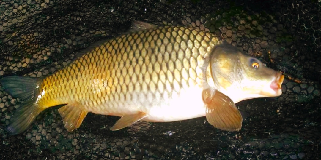 Как ловить на донку карпа ночью: 4 условия, при которых поклевка случится до рассвета