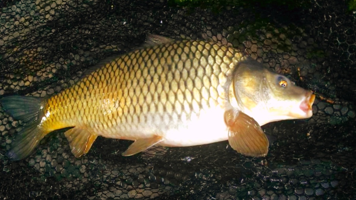 Ночной карп клюет неожиданно и мощно