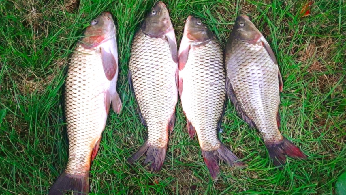 Результат ночной карповой сессии