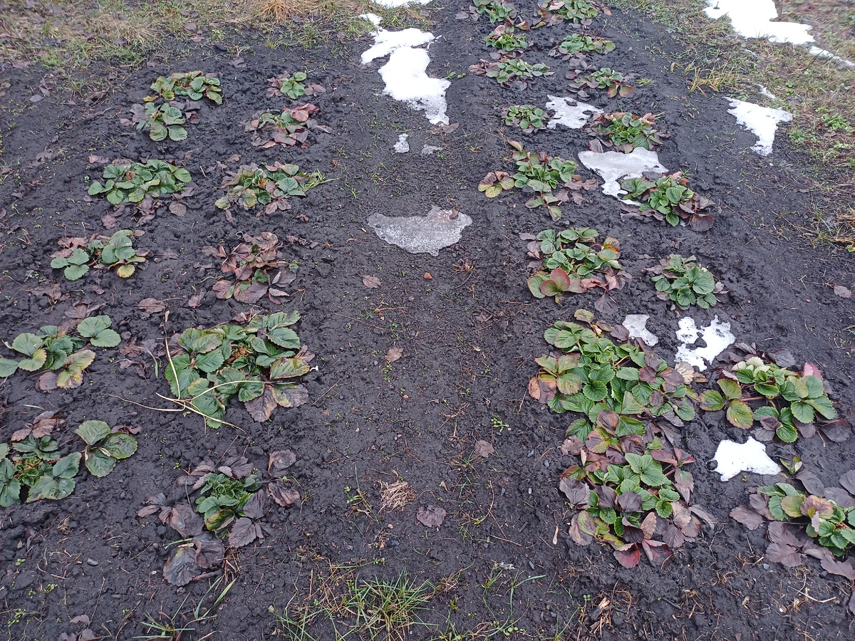 Грядки клубники.