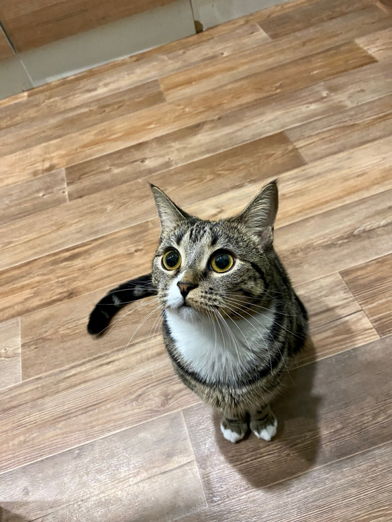 Согласно данным исследований, кошки способны узнавать свои имена. Но при этом усатые могут не реагировать на свое имя, если не считают это нужным.