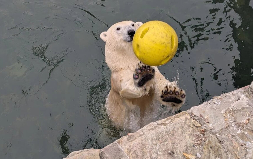    Ленинградский зоопарк