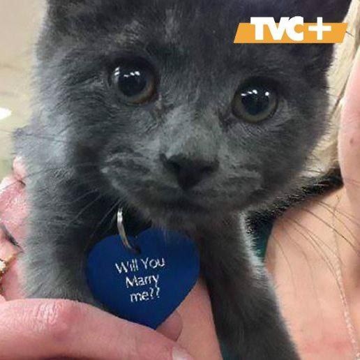 Самое милое предложение руки и сердца!