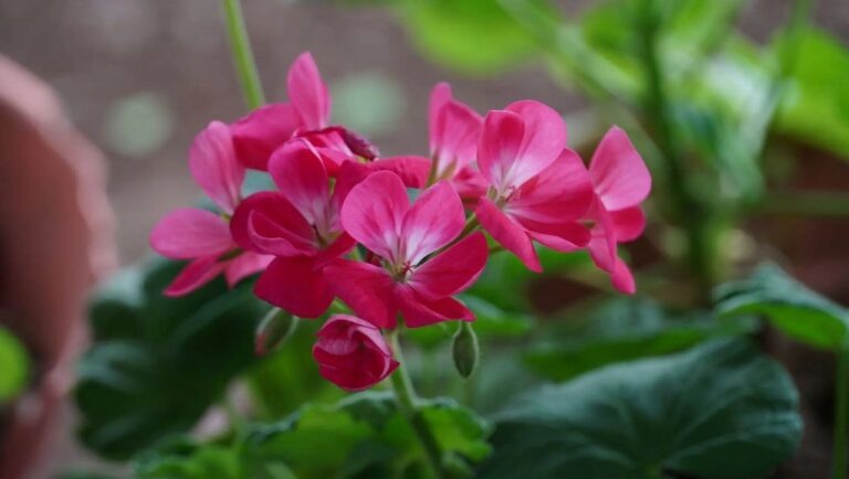    В Северном округе Оренбурга высадят цветы на 18 000 квадратных метрах Оренбуржье